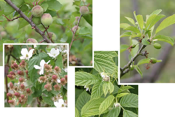 apricots, blackberries, raspberries and plums