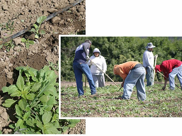 weeding in the heat