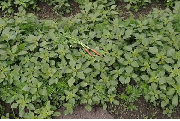 very weedy carrots!