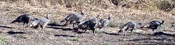 Wild turkeys on Live Earth Farm