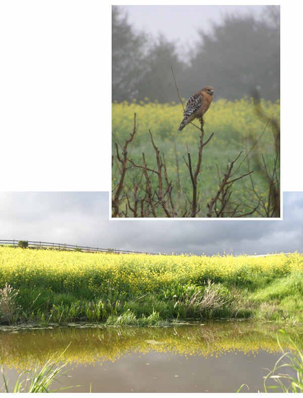 Redtail Hawk and pond