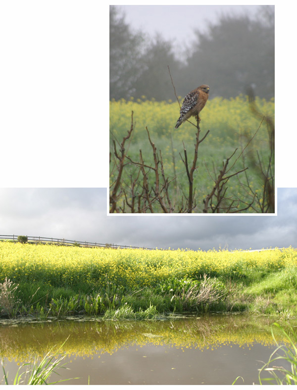 Wildlife on the Farm