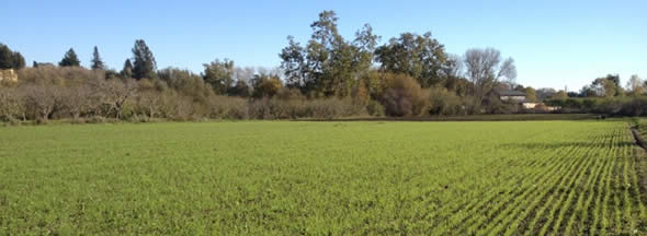 Farm field with winter cover crop