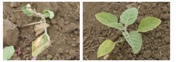 eggplant starts, frost damaged vs protected