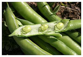 Young fava bean pods