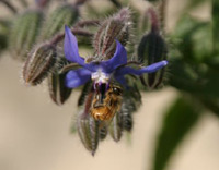 bee on borage flower