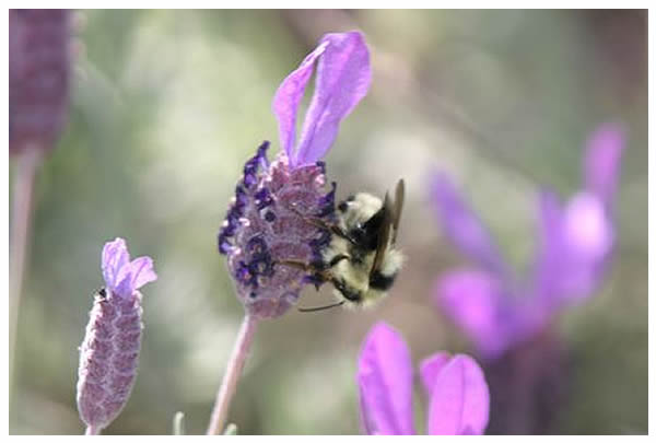 honeybee on lavender flower