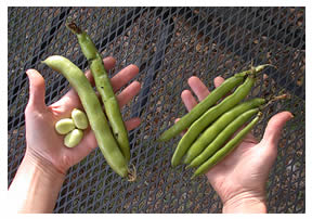 mature and young fava bean comparison