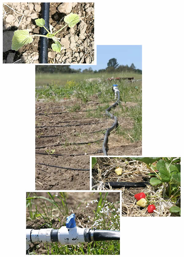 Drip tape irrigation system