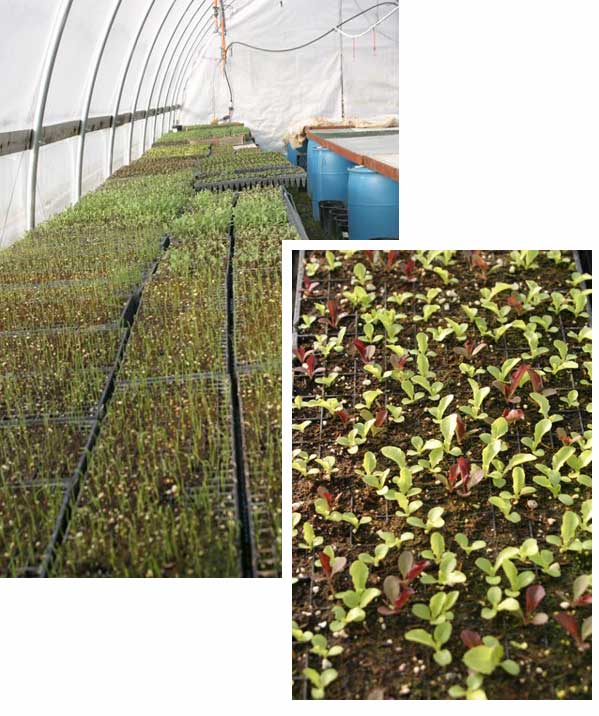 LEF greenhouse in February