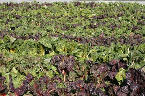 chard as far as the eye can see