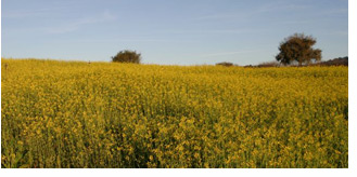 field of flowering mustard