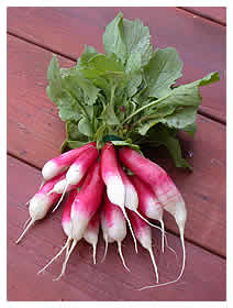 French breakfast radishes