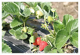 green strawberries