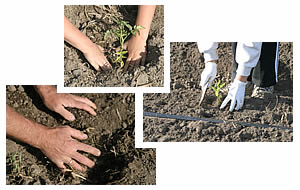 Hands planting tomatoes
