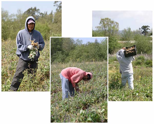 HarvestingRutabagas