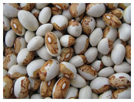 Hidatsa Shield Figure Beans