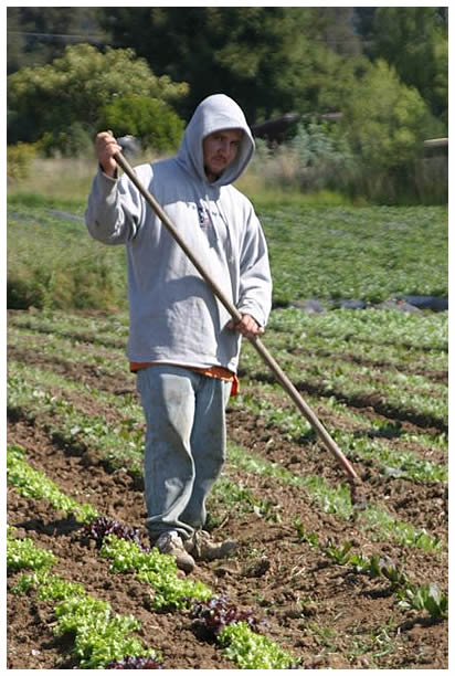 Jonathan weeding the radicchio