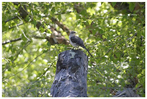Mockingbird
