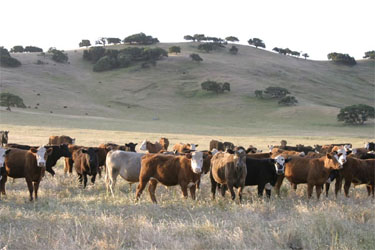Joe Morris' cattle