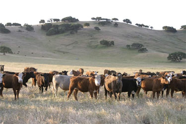 Morris Grassfed cattle