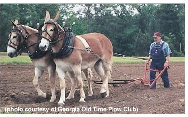 mule team pulling a plow