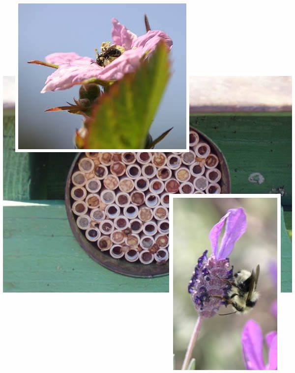 Native bees