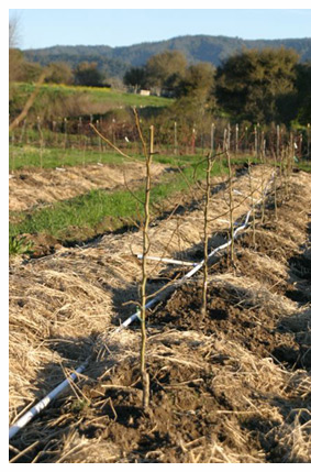 newly planted pear trees