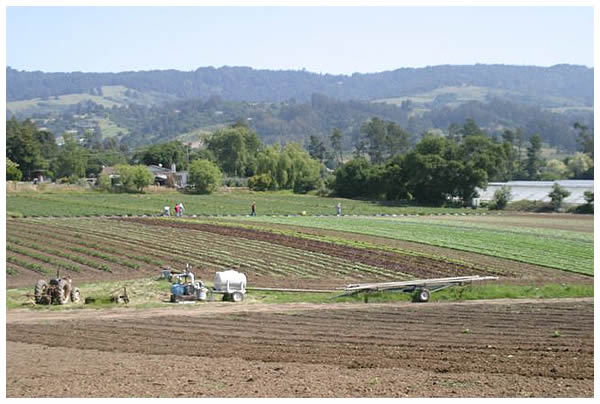 pastoral farm setting