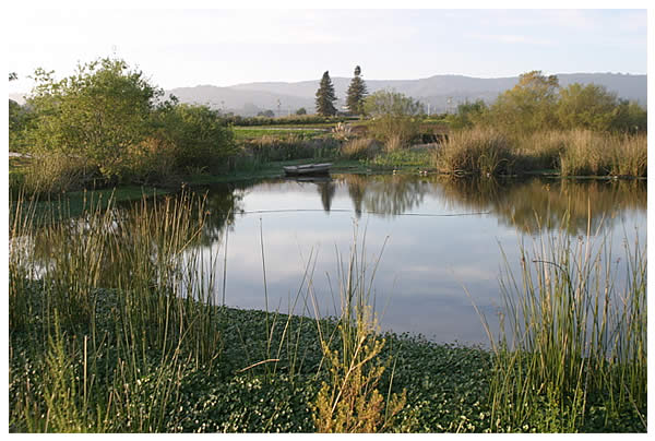 Pioneer pond
