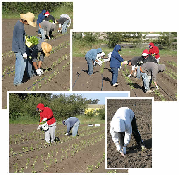 workers planting peppers