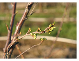 plum tree at bud break (closeup)