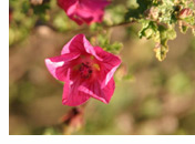 rose geranium closeup