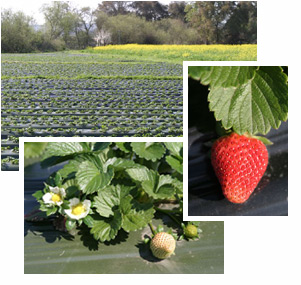 spring strawberries