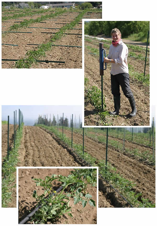 staking tomato plants