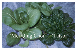 photo comparing tatsoi with mei qing choi. Photo courtesy of U. of Kentucky