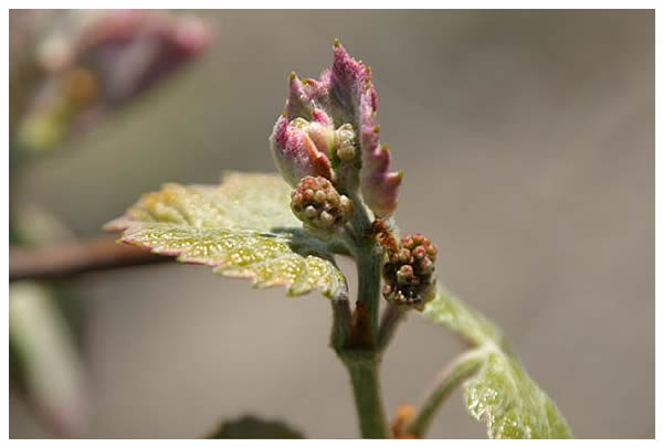 First buds of a concord grape cluster