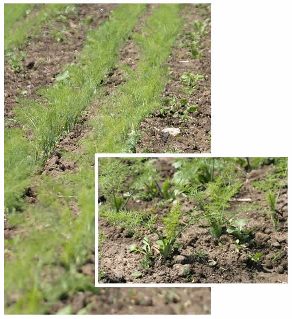 Field of young fennel plants