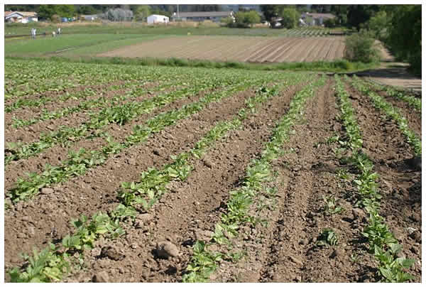 field of young green bean plants