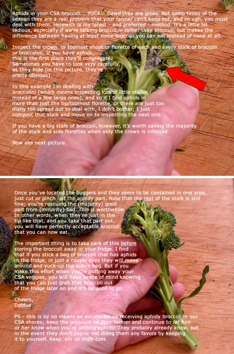 How to tell if Brussel Sprouts are bad? Example Pics & All the Tips!