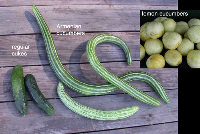 Cucumbers of various types