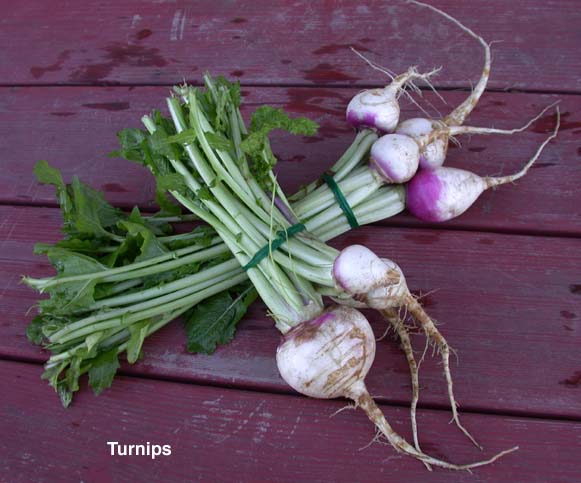 turnips.jpg