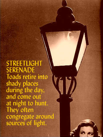 Streetlight Serenade